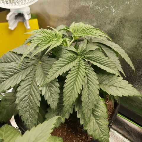 BagSeed A (x4) growlog photo: 10:35pm