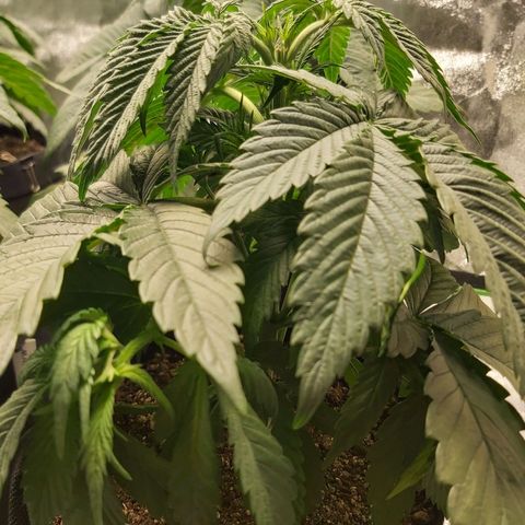BagSeed A (x4) growlog photo: 10:35pm