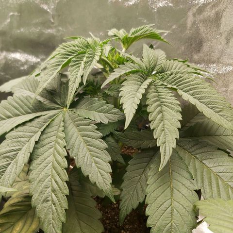 BagSeed A (x4) growlog photo: 10:35pm