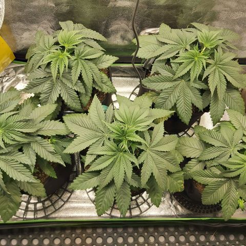 BagSeed A (x4) growlog photo: 10:35pm