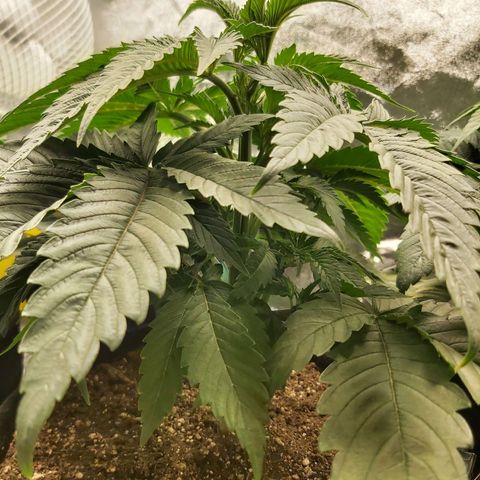 BagSeed A (x4) growlog photo: 10:35pm