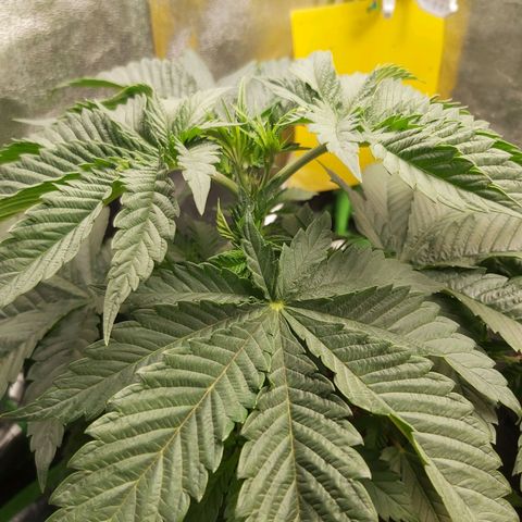 BagSeed A (x4) growlog photo: 10:02pm