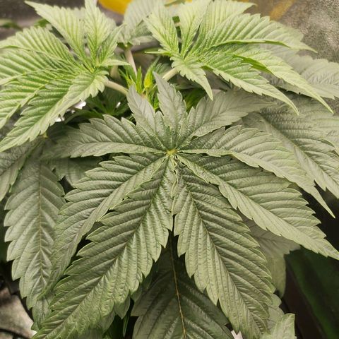 BagSeed A (x4) growlog photo: 10:02pm