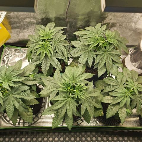 BagSeed A (x4) growlog photo: 10:02pm