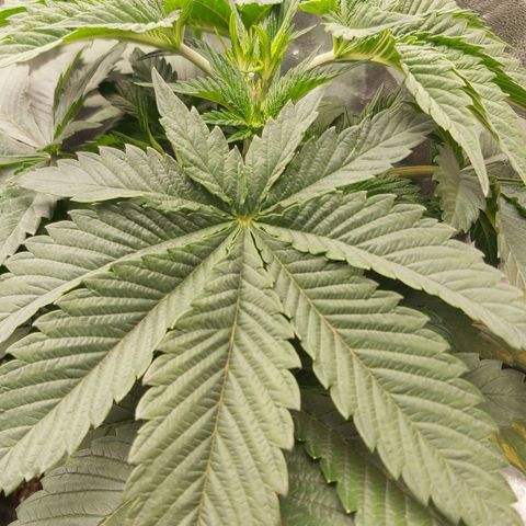 BagSeed A (x4) growlog photo: 10:02pm