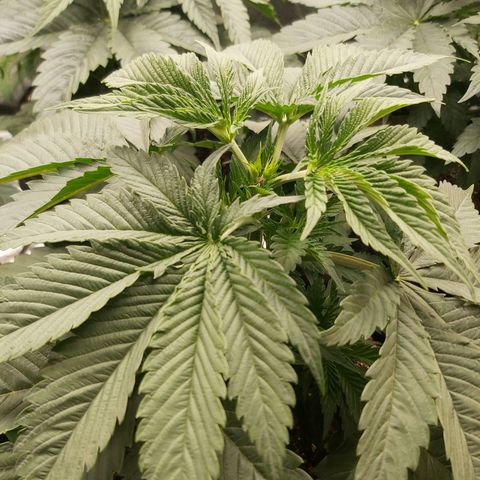 BagSeed A (x4) growlog photo: 10:02pm