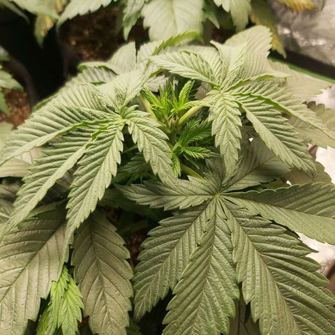 BagSeed A (x4) growlog photo: 10:02pm