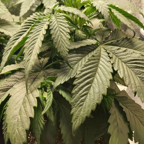 BagSeed A (x4) growlog photo: 11:20pm