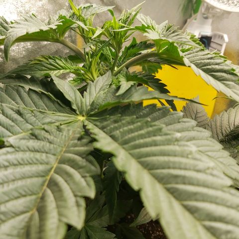 BagSeed A (x4) growlog photo: 11:20pm