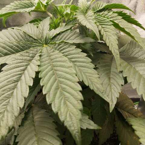 BagSeed A (x4) growlog photo: 11:20pm