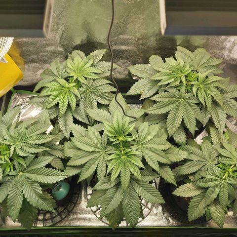 BagSeed A (x4) growlog photo: 11:20pm