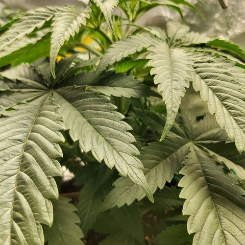 BagSeed A (x4) growlog photo: 11:20pm