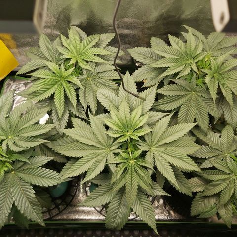 BagSeed A (x4) growlog timeline photo