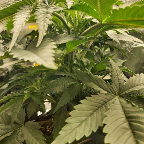 BagSeed A (x4) growlog timeline photo