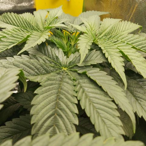 BagSeed A (x4) growlog timeline photo