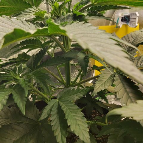 BagSeed A (x4) growlog photo: 9:20pm
