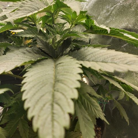 BagSeed A (x4) growlog timeline photo