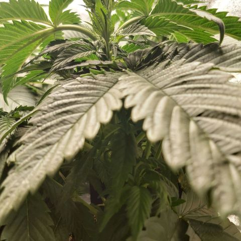 BagSeed A (x4) growlog timeline photo