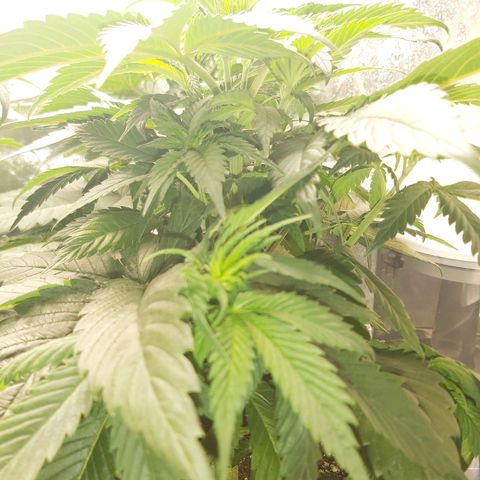 BagSeed A (x4) growlog photo: 8:50pm