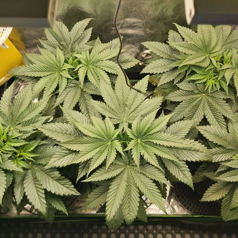 BagSeed A (x4) growlog photo: 8:50pm