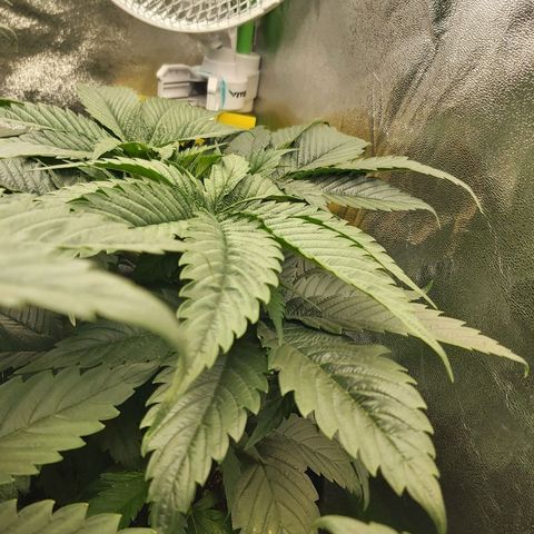 BagSeed A (x4) growlog photo: 8:50pm