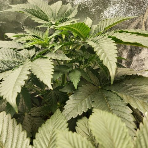 BagSeed A (x4) growlog photo: 8:50pm