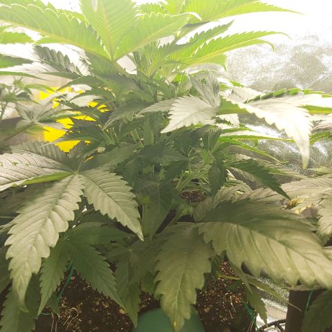 BagSeed A (x4) growlog photo: 8:50pm