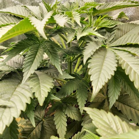 BagSeed A (x4) growlog photo: 10:10pm