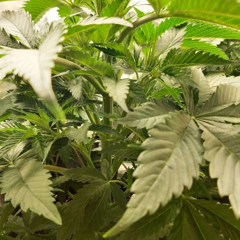 BagSeed A (x4) growlog photo: 10:10pm