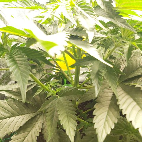 BagSeed A (x4) growlog photo: 10:10pm