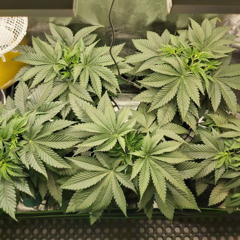 BagSeed A (x4) growlog photo: 10:10pm