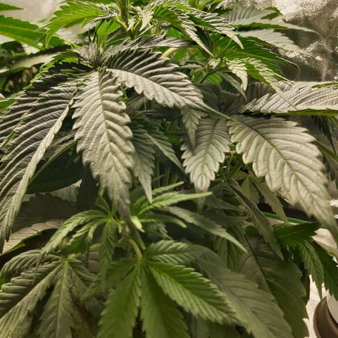 BagSeed A (x4) growlog photo: 10:10pm