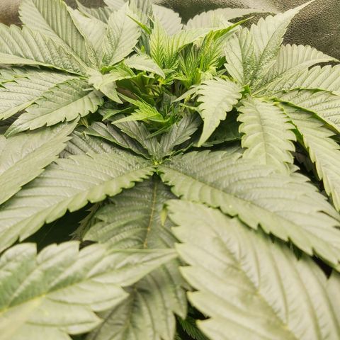 BagSeed A (x4) growlog photo: 10:10pm
