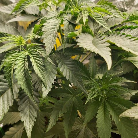 BagSeed A (x4) growlog photo: 10:25pm