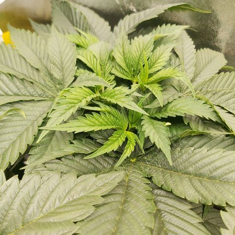 BagSeed A (x4) growlog photo: 10:25pm
