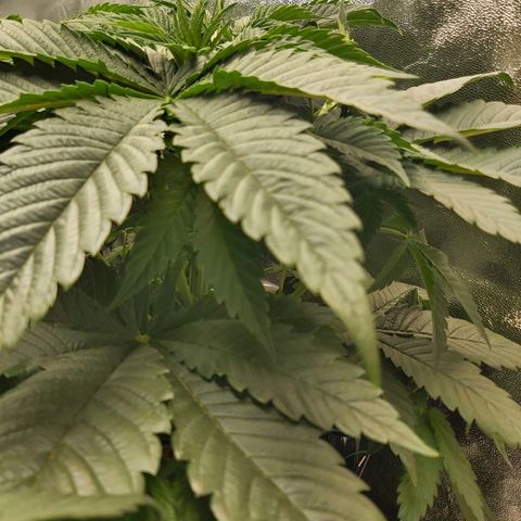 BagSeed A (x4) growlog photo: 10:25pm