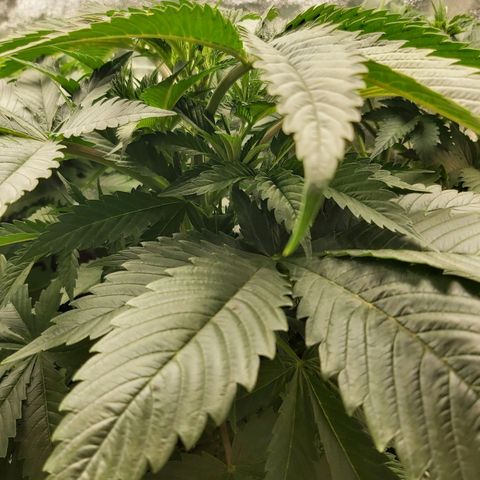 BagSeed A (x4) growlog photo: 10:25pm
