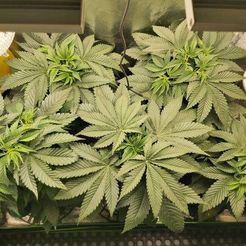 BagSeed A (x4) growlog photo: 10:25pm