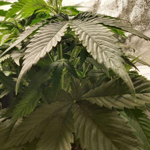 BagSeed A (x4) growlog photo: 10:25pm
