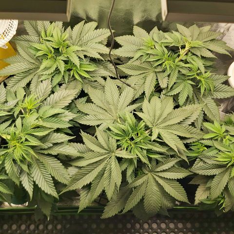 BagSeed A (x4) growlog timeline photo