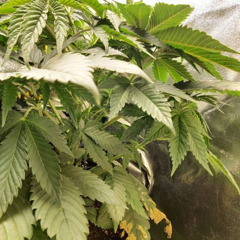 BagSeed A (x4) growlog photo: 11:02pm