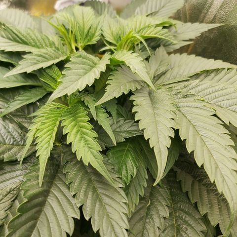BagSeed A (x4) growlog photo: 11:02pm