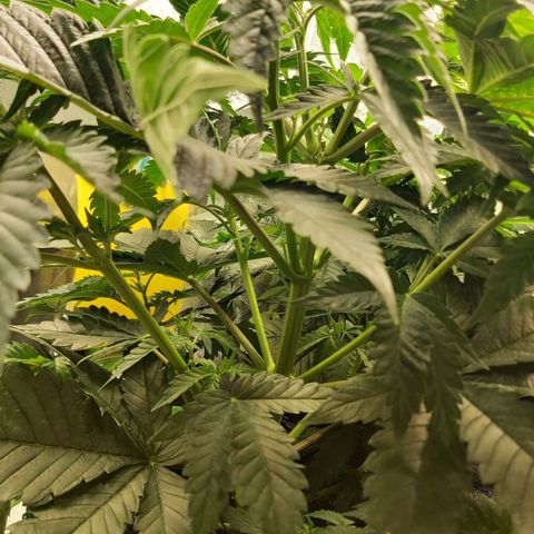 BagSeed A (x4) growlog photo: 11:02pm
