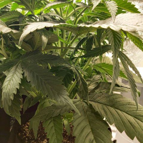 BagSeed A (x4) growlog photo: 11:02pm