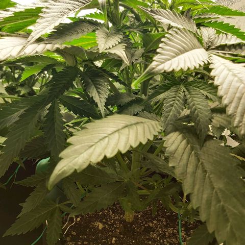 BagSeed A (x4) growlog photo: 11:02pm