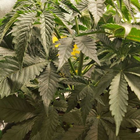 BagSeed A (x4) growlog photo: 11:06pm