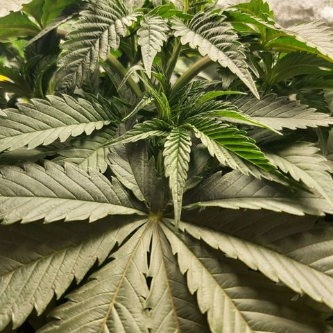BagSeed A (x4) growlog timeline photo