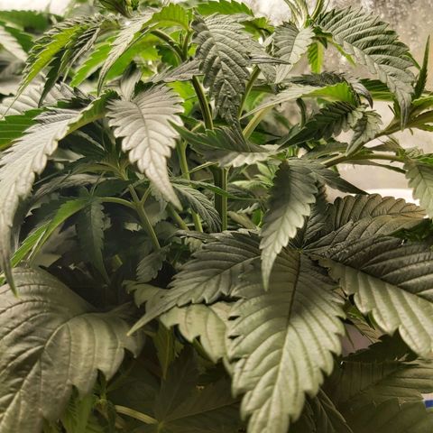 BagSeed A (x4) growlog timeline photo