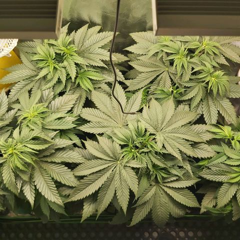 BagSeed A (x4) growlog timeline photo