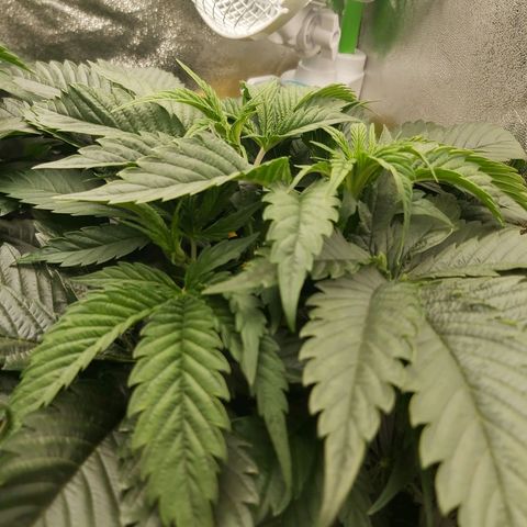 BagSeed A (x4) growlog timeline photo